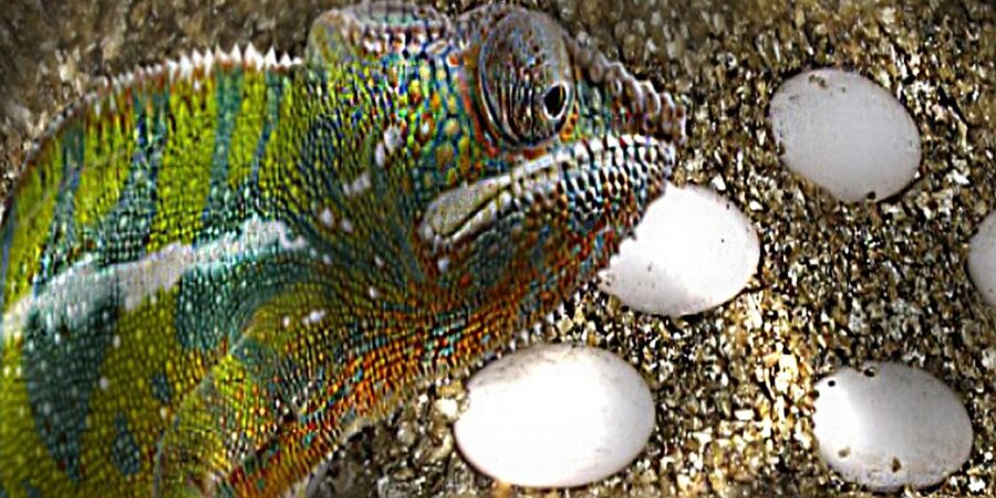 Exotenzucht Reptilien Zoologie mit Vermiculite