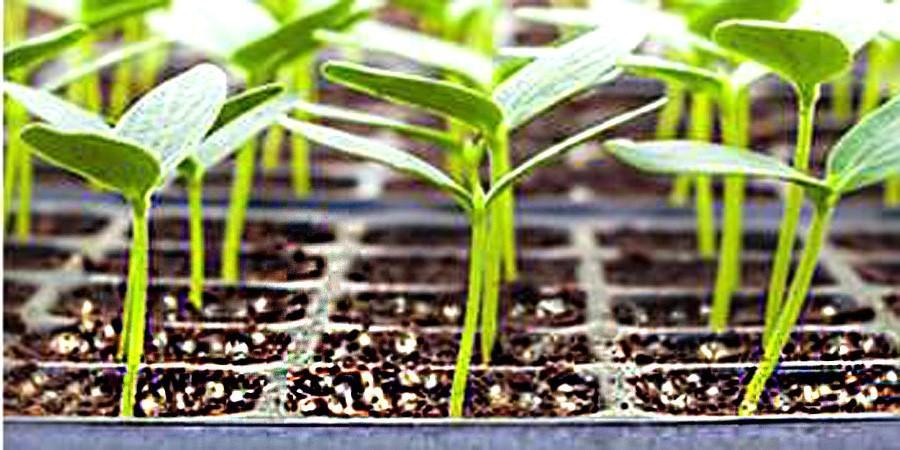 Gartenbau Vemiculite
