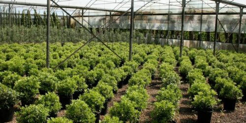 Vermiculite als Booster in Baumschulen