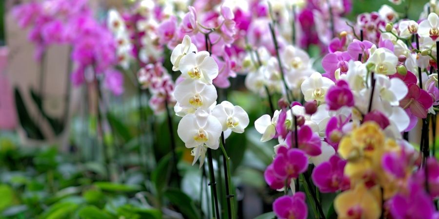 Blumenzucht mit Vermiculite