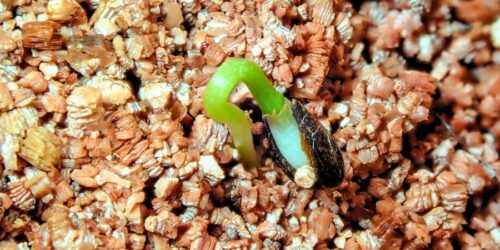 Vermiculite für Saatveredlung und Jungpflanzenaufzucht.