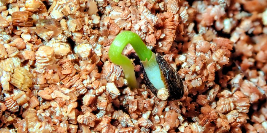 900 450 Vermiculite Flora Saat Keimling 2