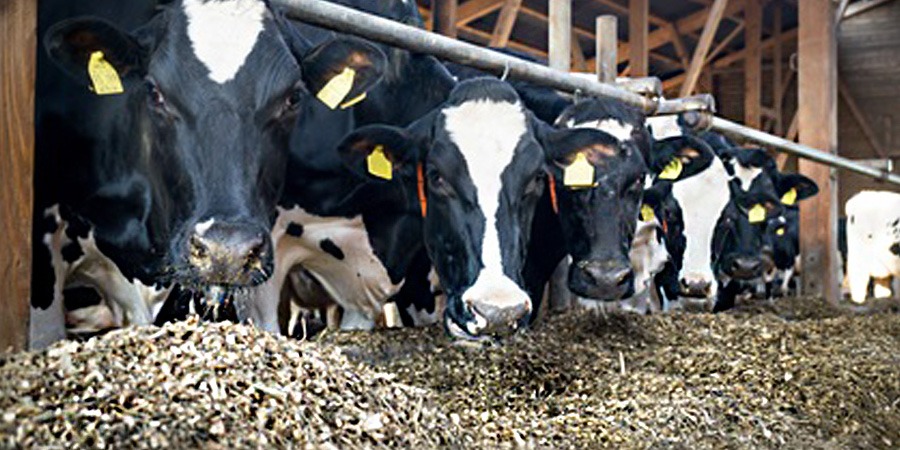 Vermiculite in der Viehzucht