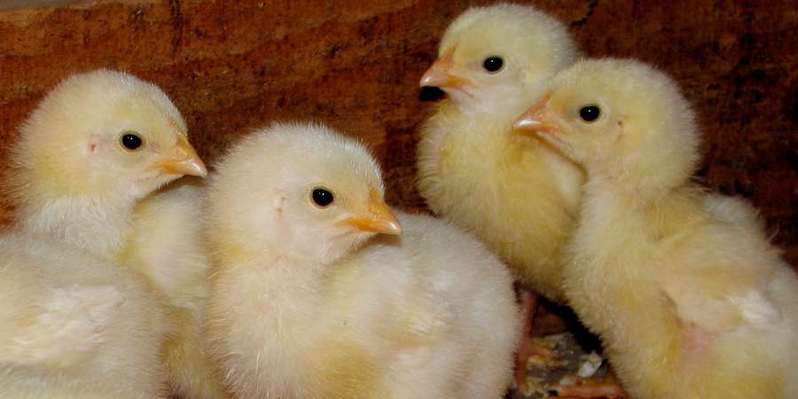 Beschreibung: Vermiculite als Futterzusatz in der Geflügelzucht
