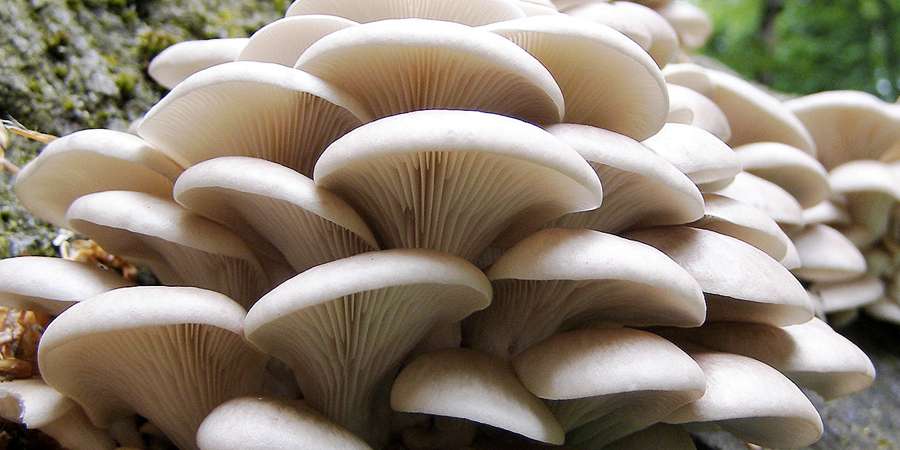 900 450 Vermiculite pilz zucht