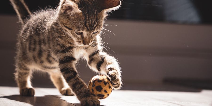 Kleintierstreu und Katzenstreu KAtzenklo mit Vermiculite