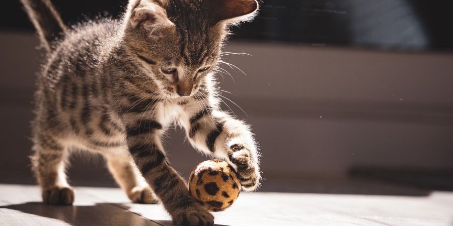 Katzengrais ist für Katzen sehr wichtig zur Verdauungsregelung