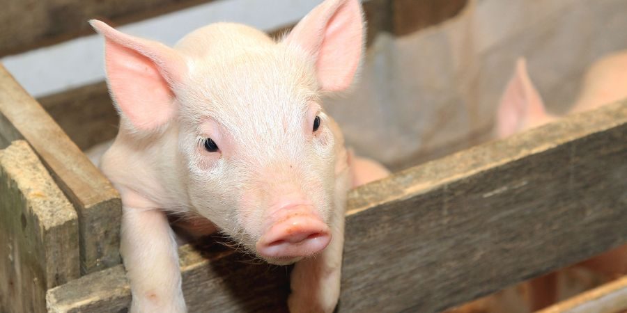 Schweinezucht und Ferkelnester mit Vermiculite
