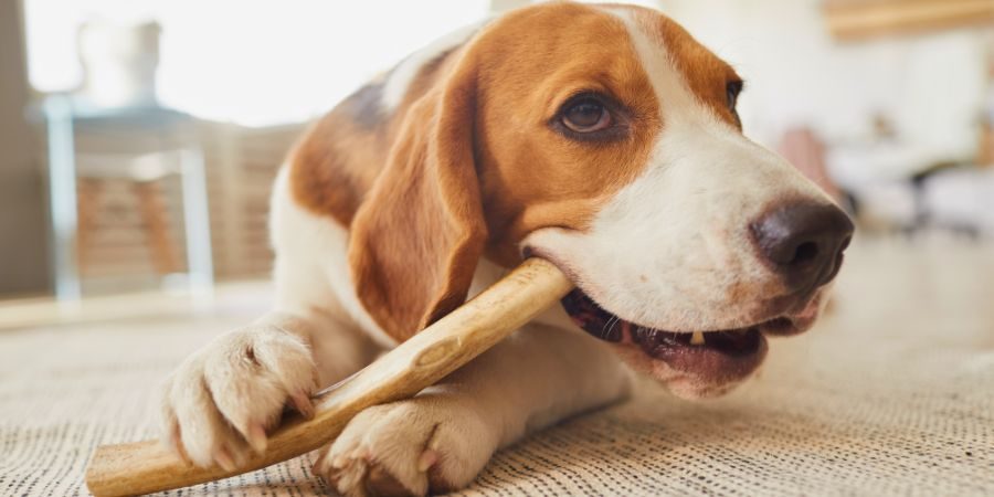 900-450-Vermiculite-D6-für-Hunde