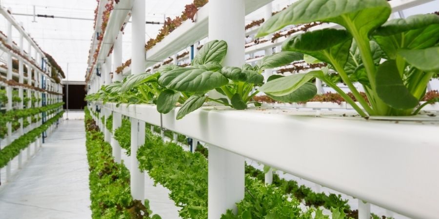 Vermiculite in Hydrokultur und Vertical Farming