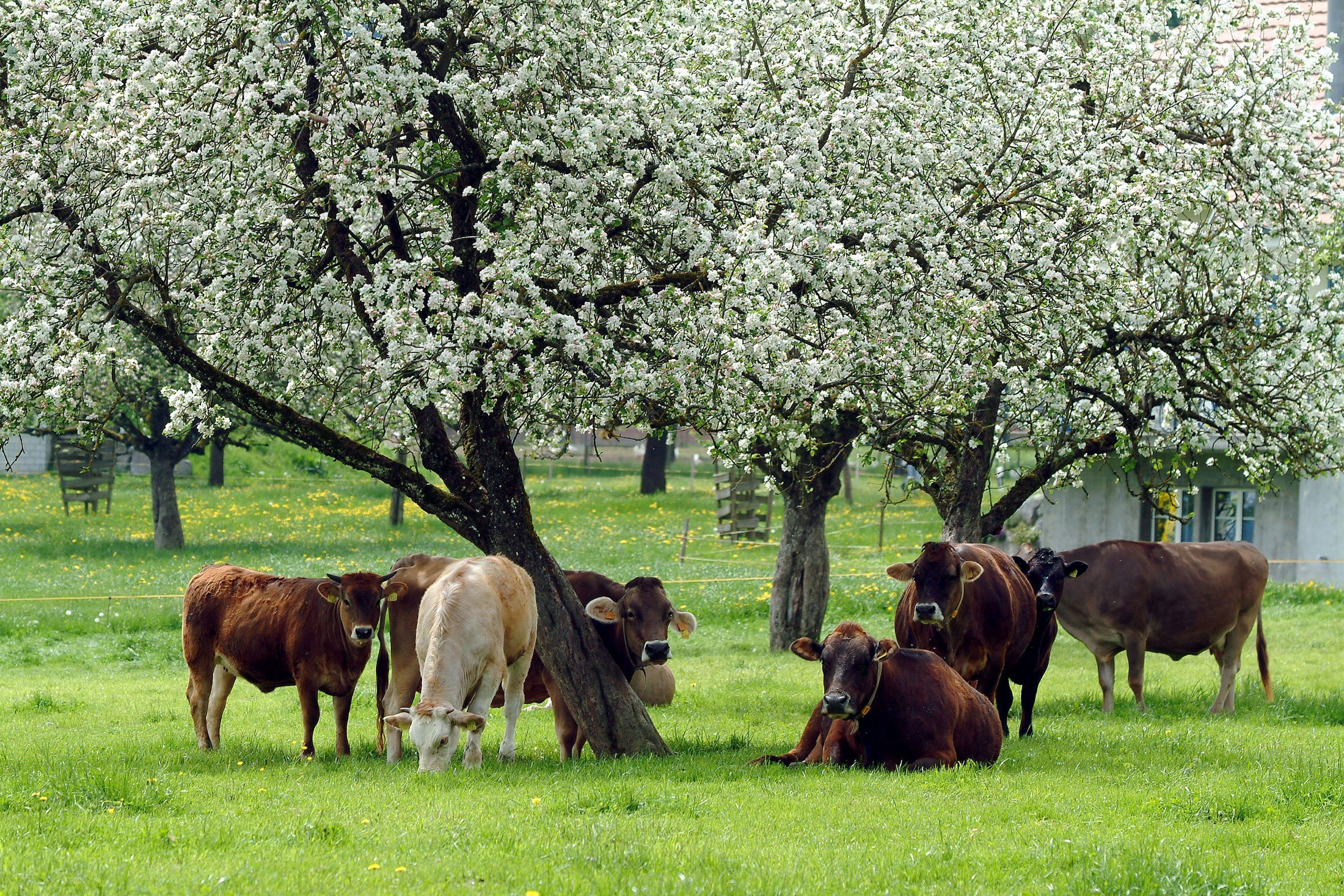 landschaft kuehe 2